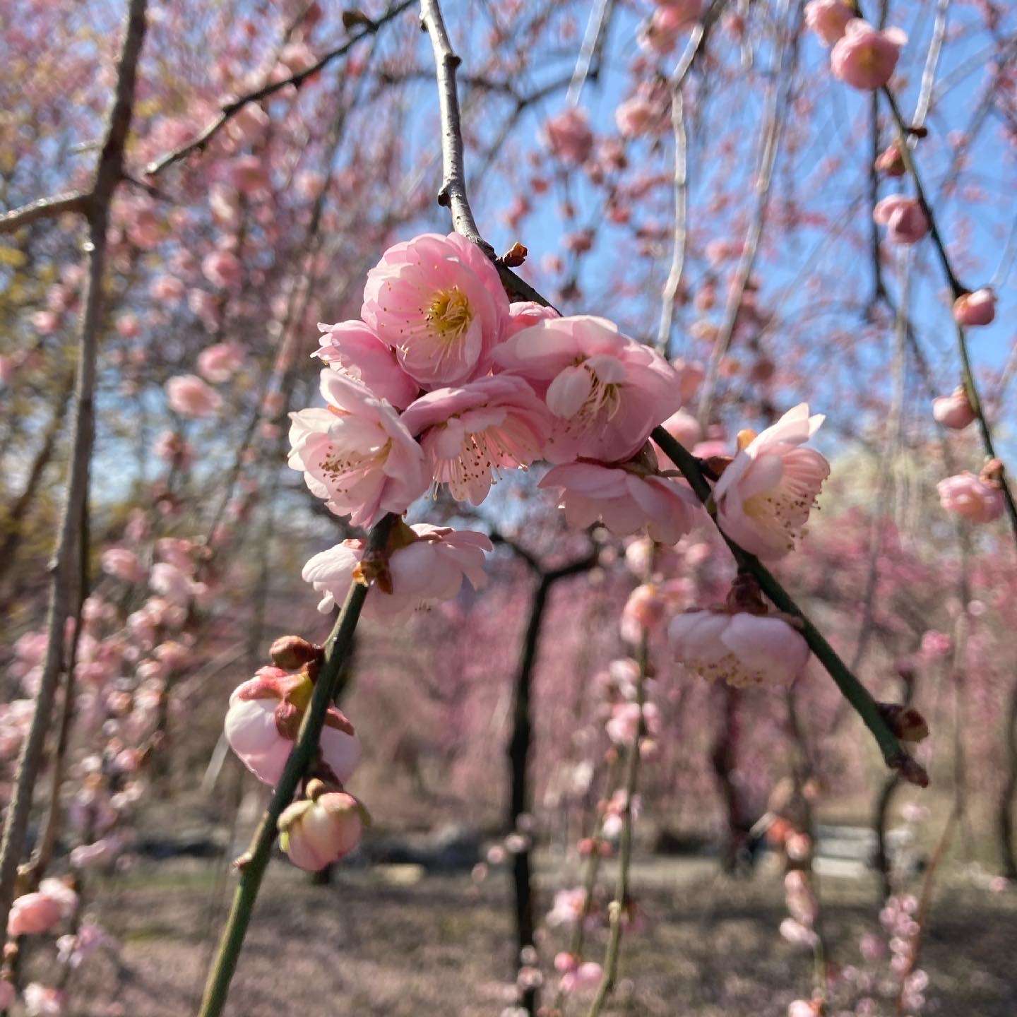 ポカポカ陽気🌸