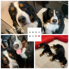 社長宅の愛犬🐶💖
